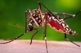 Dengue mos