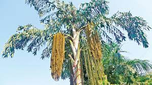 Kithul tree